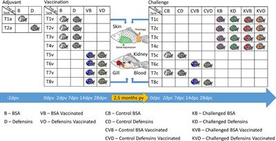 Don’t Let It Get Under Your Skin! – Vaccination Protects the Skin Barrier of Common Carp From Disruption Caused by Cyprinid Herpesvirus 3